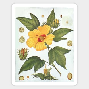 Botanical image of a Sea Island Cotton (Gossypium barbadense) flower Sticker